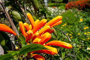 Pyrostegia venusta flowers in vibrant red and orange amidst lush, a Nature Photo by GoodGoods