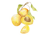 Watercolor 24 fruits set, a Food Illustration by My watercolor shop (Thumbnail 6 of 16)