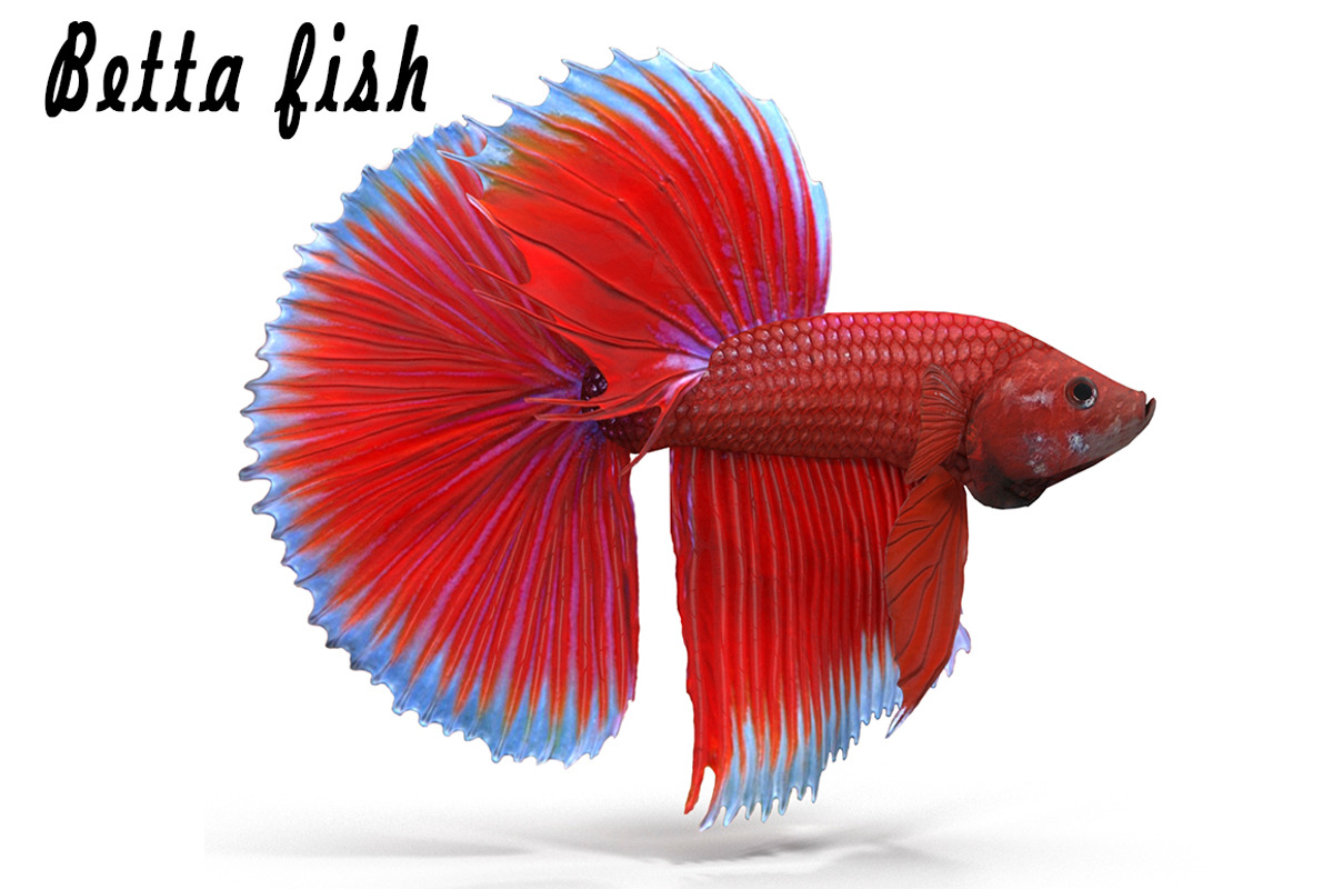 Betta Fish, an Animal 3D Model by AndrewWhite (Photo 1 of 11)