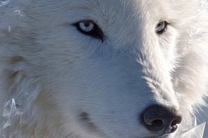 Stylized ice wolf sculpture, an Animal Photo by AlyaAnd
