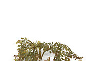 Withered potato tuber 2, an Environmental 3D Model by AndrewWhite (Thumbnail 8 of 10)