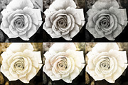 Vintage Paper Textures Apothecary, a Texture Graphic by Eclectic Anthology (Thumbnail 5 of 6)