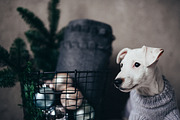 Puppy, a Photo by Trofimova Veronika (Thumbnail 1 of 2)