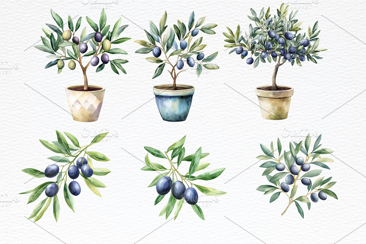 Olive Watercolor Clipart, a Food Illustration by Douce Créativité (Photo 4 of 6)
