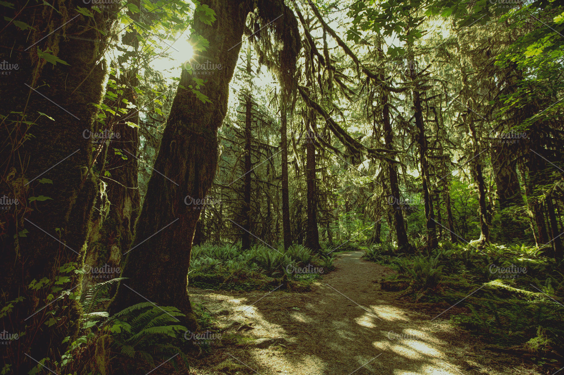 Hoh rainforest containing hoh rainforest, rain forest, and ferns, a Nature Photo by Moth Owl Photography