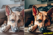 Love Dogs Presets for Lightroom, a Preset Add-On by Hubzway (Thumbnail 2 of 5)