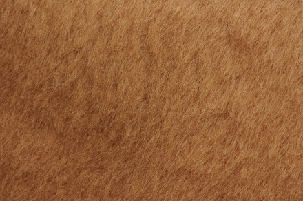 Short brown cub fur, an Abstract Photo by PixieMe