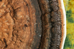 Blushing Bracket Mushroom, a Nature Photo by Rob D Animal Photography