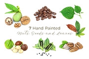 Coffee Beans & Nuts | 7 Cliparts, a Food Illustration by Miriam Figueras (Thumbnail 1 of 4)