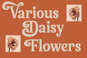 Bellati Nortils Groovy Serif Font, a Serif Font by timelesstype.co (Thumbnail 6 of 20)