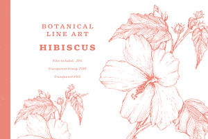 Hibiscus Botanical Line Art