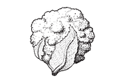 Hand-Drawn Vegetable Illustrations, a Food Illustration by BenDesigner (Thumbnail 3 of 6)