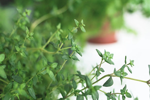 Fresh thyme herb in a pot