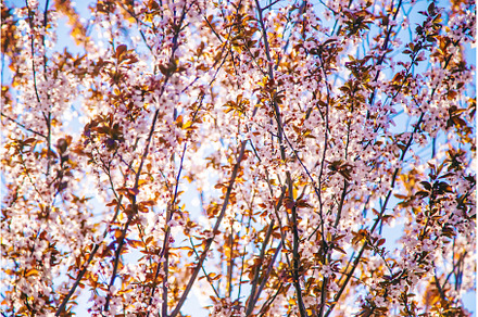 Blooming spring trees on the, a Nature Photo by yanadjana