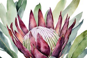 King Protea Watercolor Collection