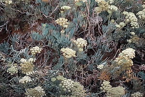 Multicolor shrub closeup, a Nature Photo by DanFLCreativo