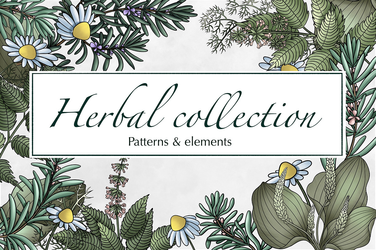 Herbal collection, a Decorative Illustration by sizileon (Photo 1 of 11)