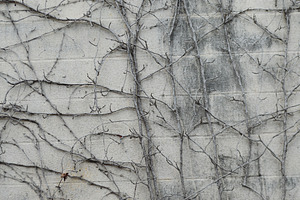 Dead Vine Texture on Cinder Block