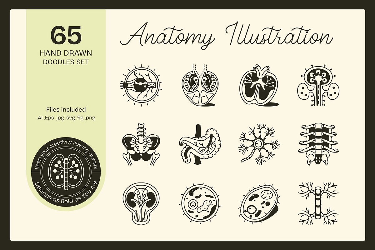 Anatomy Drawing Illustration, an Outline Icon by Vectors Market (Photo 1 of 8)
