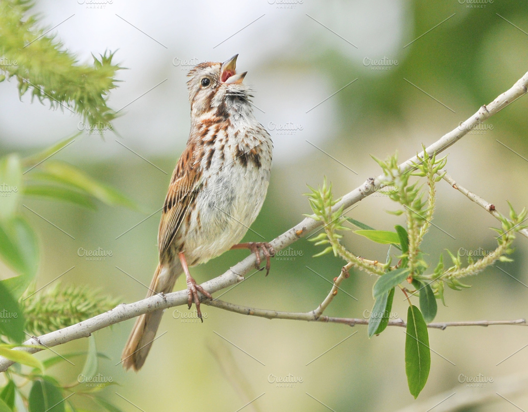Song Sparrow Singing, an Animal Photo by Carolyn Sandstrom Art