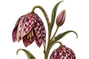 Beaded Fritillary Flower PNG, an Object Graphic by The Edit (Thumbnail 1 of 3)