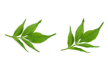 Elderberry leaf or Sambucus nigra, a Nature Photo by NataPhoto