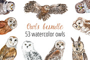 Watercolor Owls Bundle - 53 Owls, an Animal Illustration by YesFoxy (Thumbnail 1 of 11)