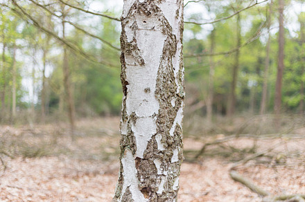 Fall Forest Floor preview 5