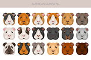 American Guinea Pig clipart, an Animal Illustration by pet design shop (Thumbnail 3 of 5)