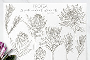 One Line Modern Sketch Protea Flower, a Decorative Illustration by Alisa Fimen Design (Thumbnail 9 of 11)