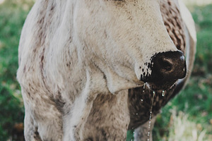 White Nguni Cow Drinking Portrait, an Animal Photo by René Jordaan Photography