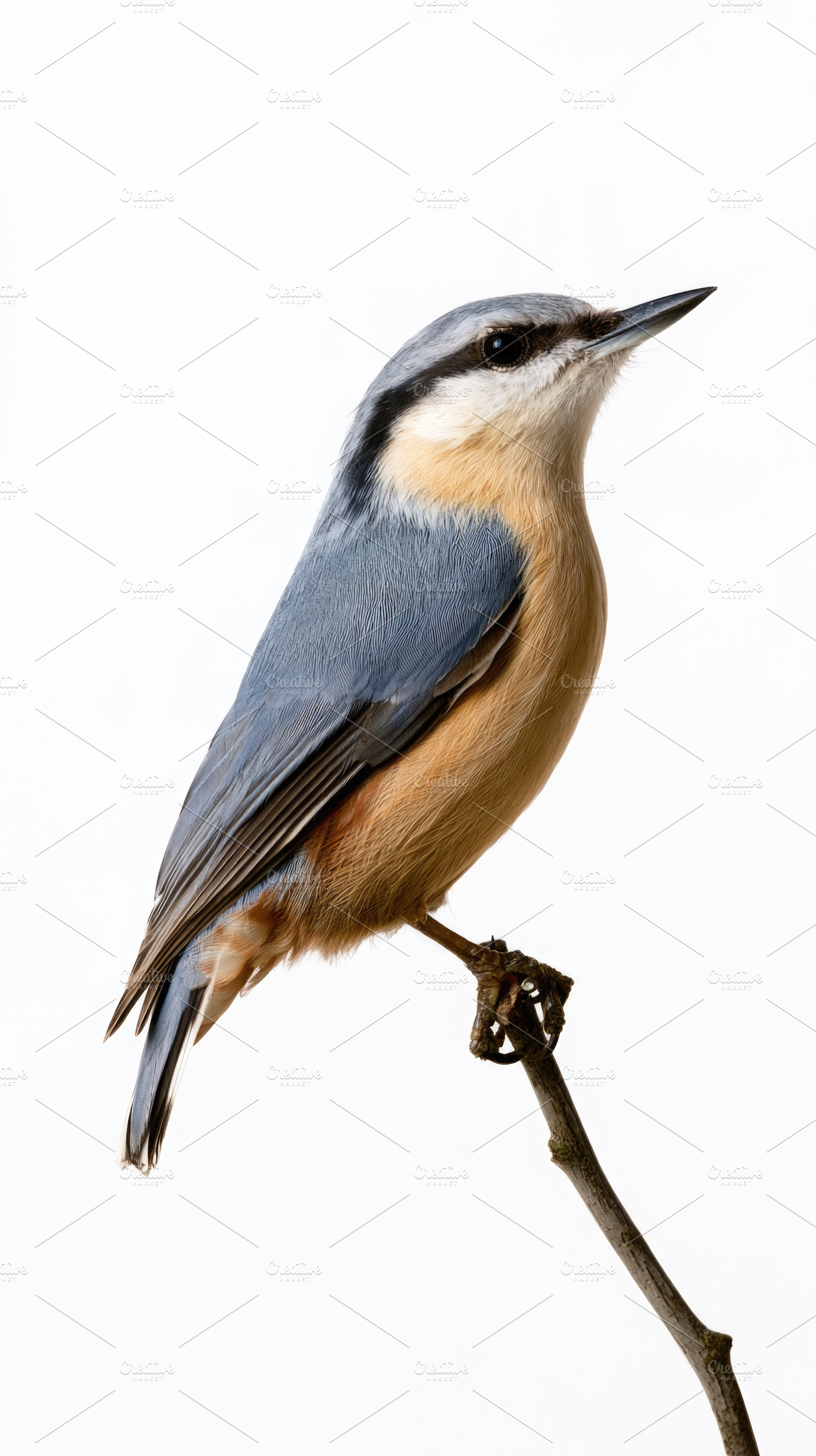 Eurasian nuthatch perched on branch isolated on white background, an Animal Photo by José Manuel Gelpi