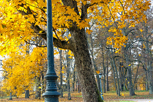 Lantern in autumn park, a Nature Photo by BOOCYS