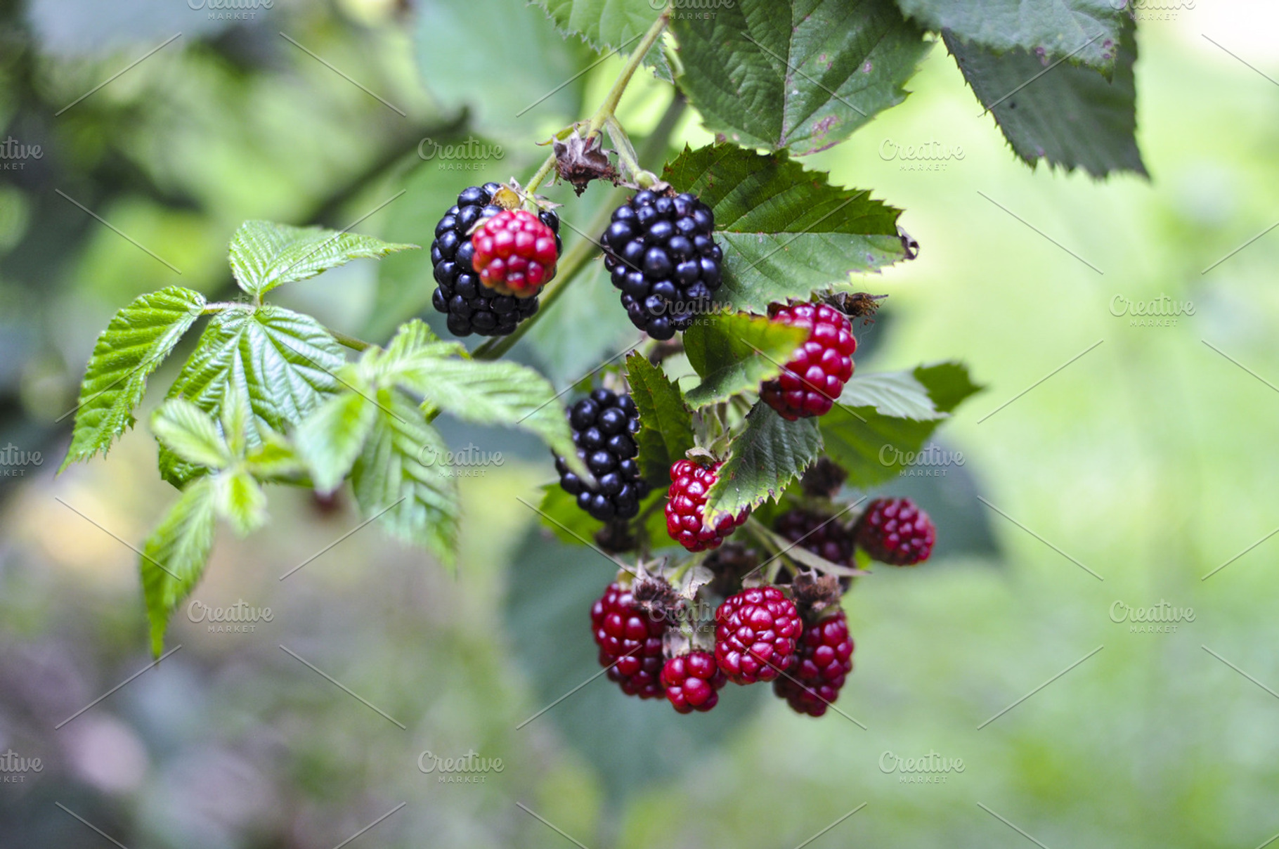 Raspberries Stock Photo Containing Food And Berry