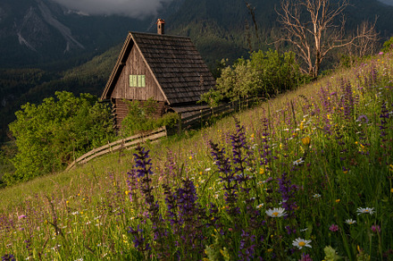 Flowers on the meadow in the mountains, a Nature Photo by Dreamy Pixel