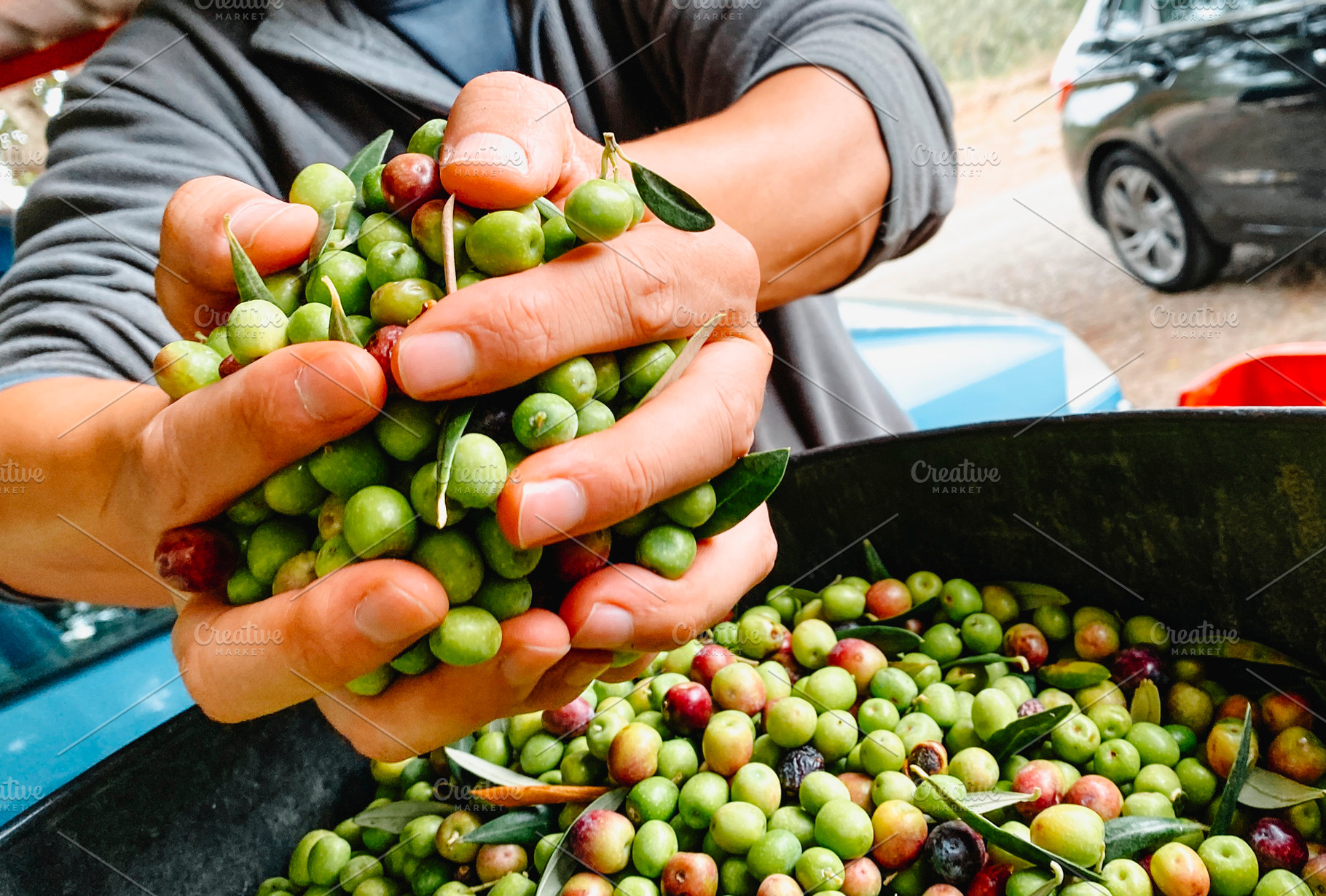 man grabbing fresh arbequina olives in Spain, a Photo by Nito