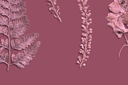 Rose Quartz Pressed Botanical PNG, an Object Graphic by Custom Scene (Thumbnail 6 of 8)