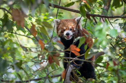 Red Panda Sitting in Tree, an Animal Photo by Clinton Weaver