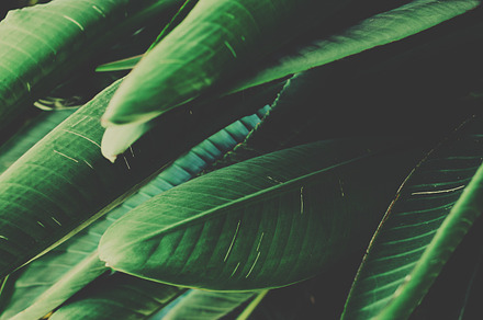 Green tropical leaves featuring green tropical leaves, large leaves, and