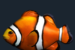 3DRT - Sealife - Clownfish