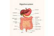 Human digestive system anatomy, a Healthcare Illustration by Yayasya (Thumbnail 1 of 3)