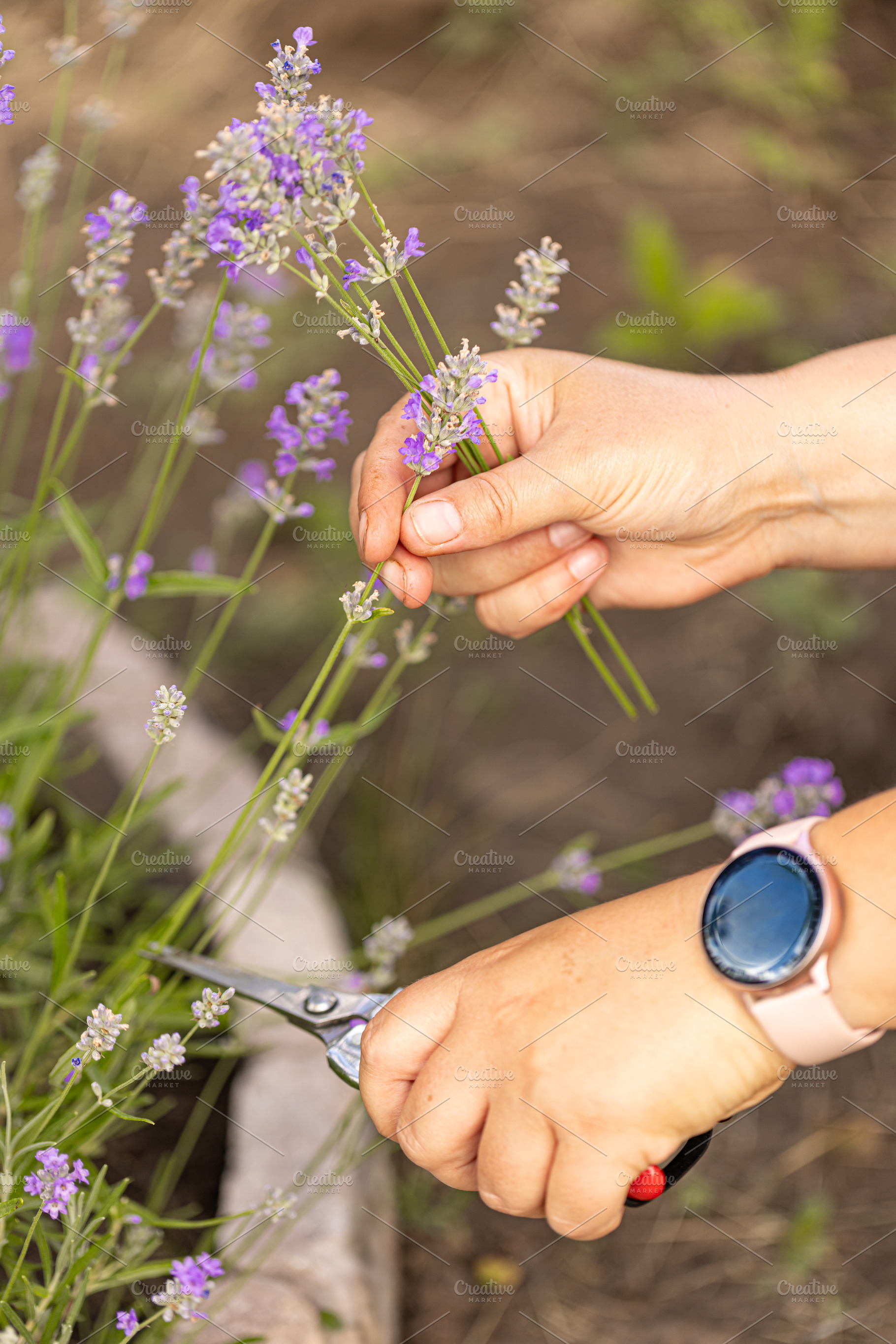 Hands cutting lavender flowers with scissors in a field, a Photo by Grafvision photography
