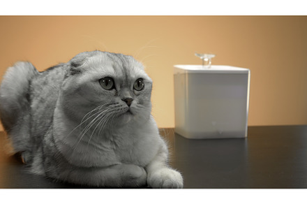 Resting white pet. Action. A small, an Animal Photo by Media Whale Stock