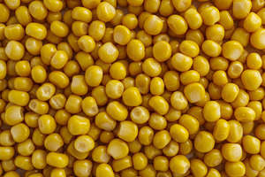Glossy yellow corn kernels, a Food & Drink Photo by professorinc