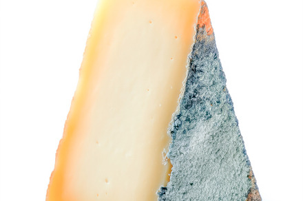 Unique block of moldy cheese