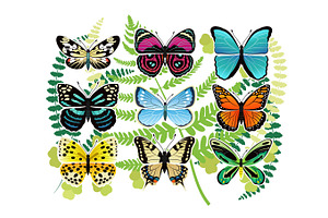 Tropical Butterflies Spescies Illustrations Set