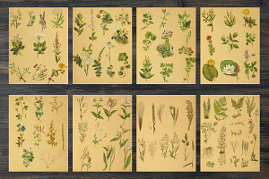 Vintage Botanical Book Pages