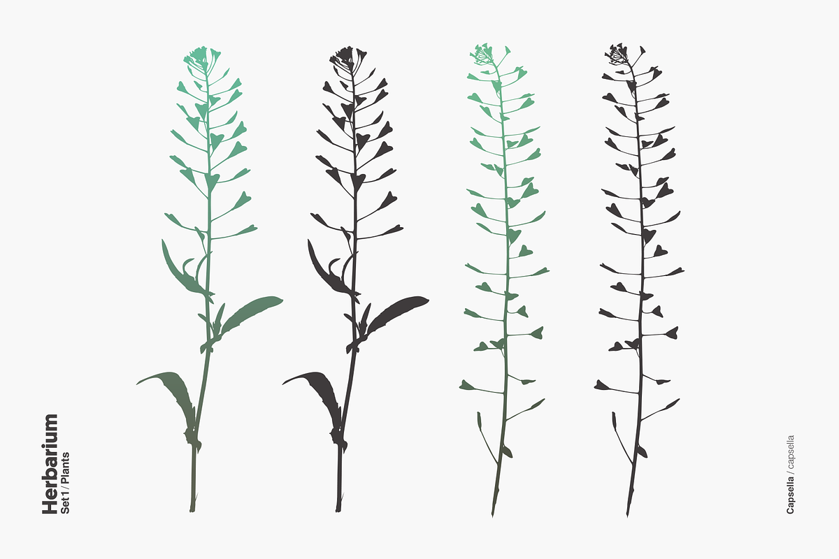 Herbarium: Set 1, a Decorative Illustration by Texture Fabrik (Photo 16 of 19)