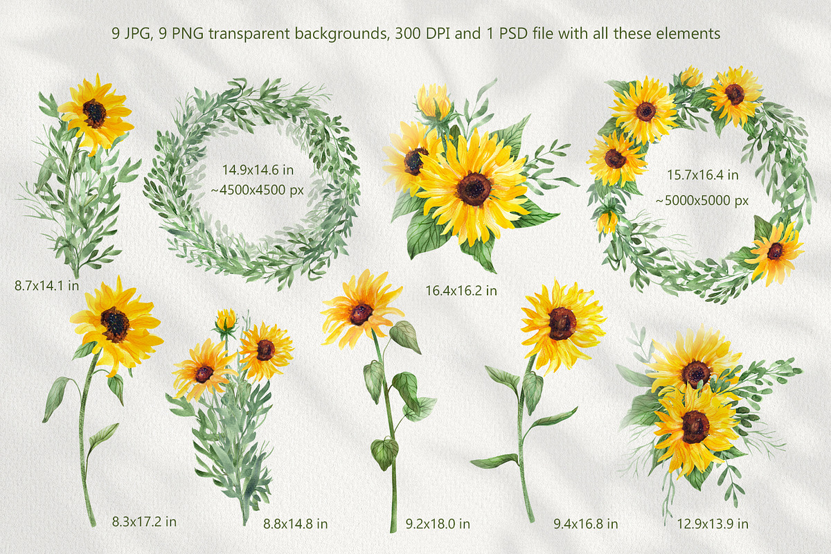 Sunflowers Watercolor Collection, an Illustration by Anna Druzhkova (Photo 2 of 14)