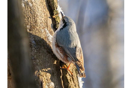 Nuthatch perched or Sitta europaea, an Animal Photo by Fascinadora